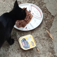 photo de livraison pour Les chats libres de Caro