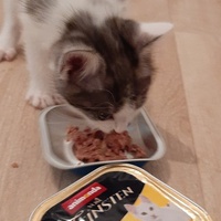photo de livraison pour Bien vivre avec les Chats Sallélois