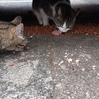 photo de livraison pour Chats cerbériens