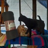 photo de livraison pour Chats Libres de Béziers