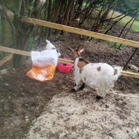 photo de livraison pour Chats errants du val du crenu