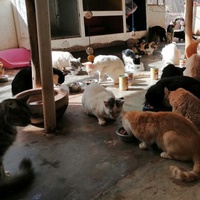 photo de livraison pour Help Adopt Moroccan Animals