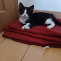 photo de livraison pour Les Chats de la Rue