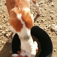 photo de livraison pour Spaske