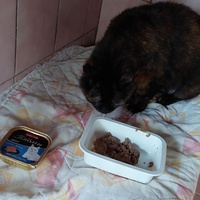 photo de livraison pour L'école du Chat d'Ollioules