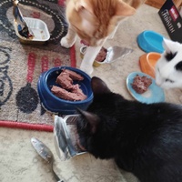 photo de livraison pour Au Bonheur des Animaux
