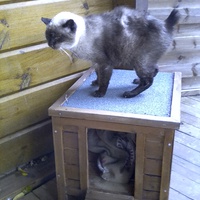 photo de livraison pour Chats errants du val du crenu