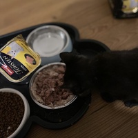 photo de livraison pour Les Chats de Condom 32