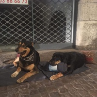 photo de livraison pour Le Resto des Zanimos