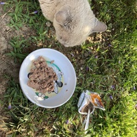 photo de livraison pour Ecole du Chat des Alpilles