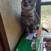 photo de livraison pour Jardin des Chats