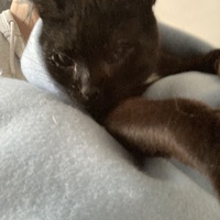 photo de livraison pour Cosette