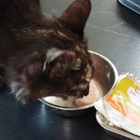 photo de livraison pour Cat Miaou