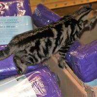 photo de livraison pour L'école du chat de Poissy