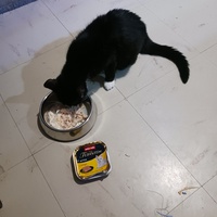 photo de livraison pour 3 Ptits Chats 76