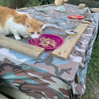 photo de livraison pour Les chats de chez nous
