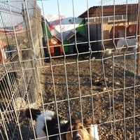 photo de livraison pour Animal Shields Oradea