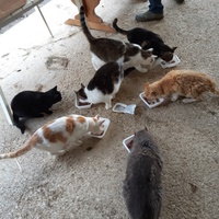 photo de livraison pour SOS Equidés