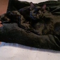 photo de livraison pour Le Gang des Matous