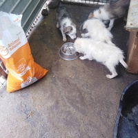 photo de livraison pour Friends for second hand paws vzw
