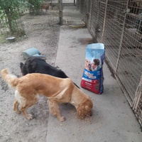 photo de livraison pour Azil za pse"Poslednja oaza"