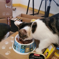 photo de livraison pour Les Chats Libres de Joinville