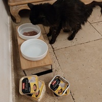 photo de livraison pour Clan du chat libre