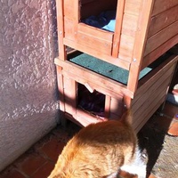 photo de livraison pour L'Ecole du Chat Istreen