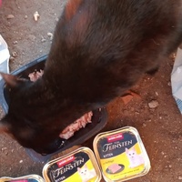 photo de livraison pour Les Chats-Pitresdelavi-Ste