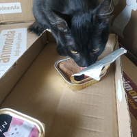 photo de livraison pour Les Pattounes de l'Espoir