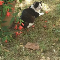 photo de livraison pour Ecole du Chat d’Arbois