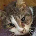 photo association