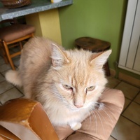 photo de livraison pour Chat de Gout'hier sans Toit