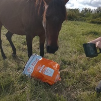 photo de livraison pour Happy Horse Day