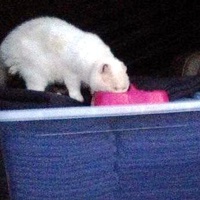 photo de livraison pour Au Bonheur des bêtes