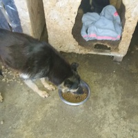 photo de livraison pour Prieten Credincios