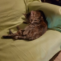 photo de livraison pour Des Cœurs pour les Pattes du 93