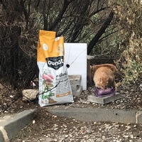 photo de livraison pour Castel Cats