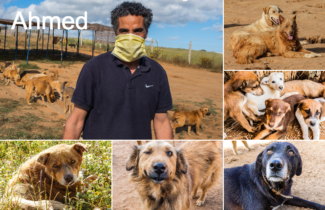 SOS Chiens Du Maroc Youmn Pour La Protection Des Animaux Assilah 