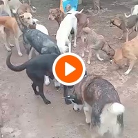 photo de livraison pour Comme Chiens et Chats Maroc