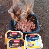 photo de livraison pour Les Chats-Pitresdelavi-Ste