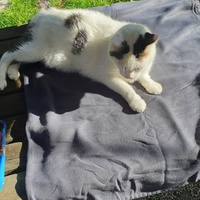 photo de livraison pour Ecole du Chat d’Arbois