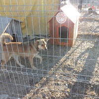 photo de livraison pour Animal Shields Oradea