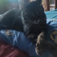 photo de livraison pour SOS Chats Libres Haut-Béarn