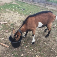 photo de livraison pour La Ferme des Zanimobiles