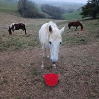 photo de livraison pour Les Crinières de Salherm