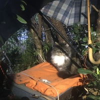 photo de livraison pour Félin Pour L’Hôte