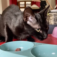 photo de livraison pour Association C.A.T.S. Chat Animal Terrien Solidarité