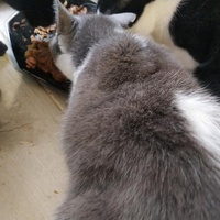 photo de livraison pour Les Pattounes de l'Espoir