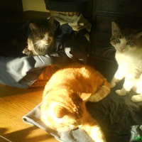 photo de livraison pour Pattes de Chats 50